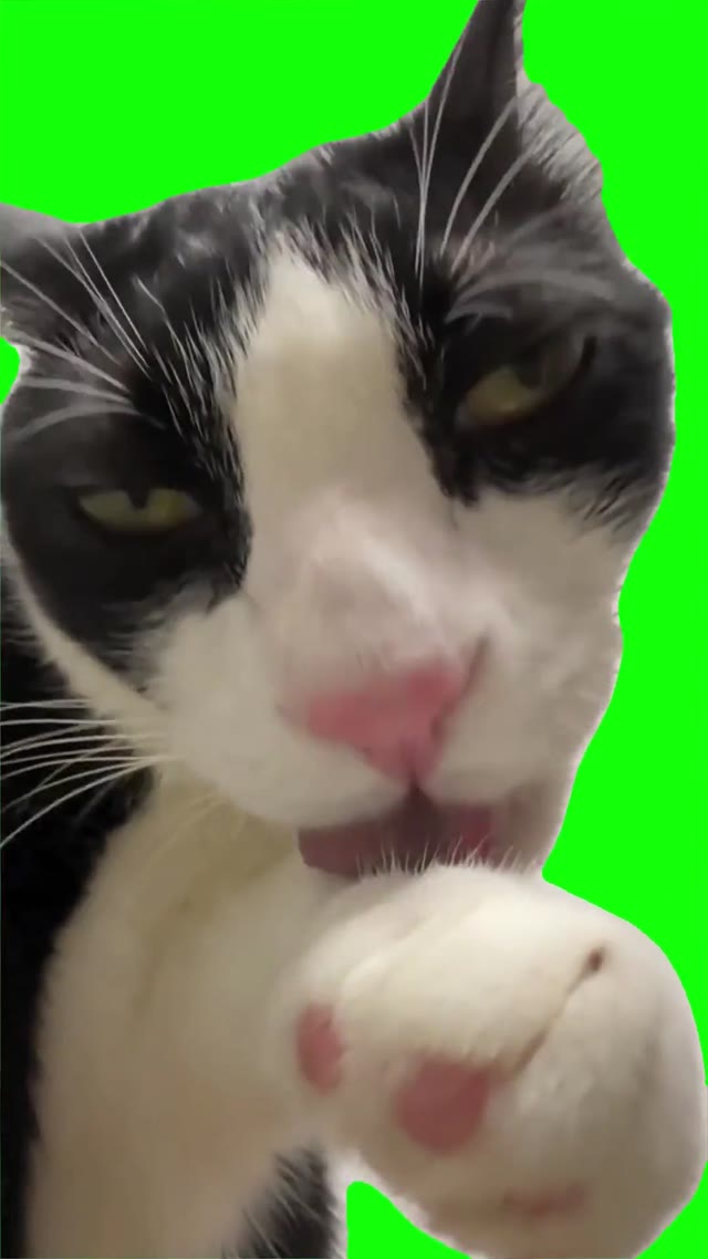 Cat cleaning himself  green screen