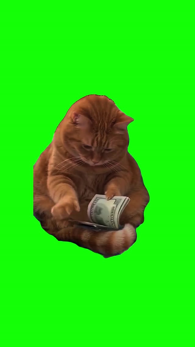 Cat Counts Money green screen