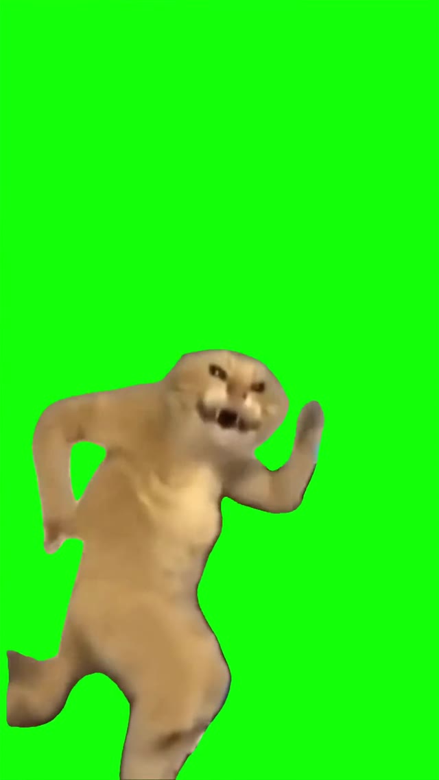Cat crazy dance green screen