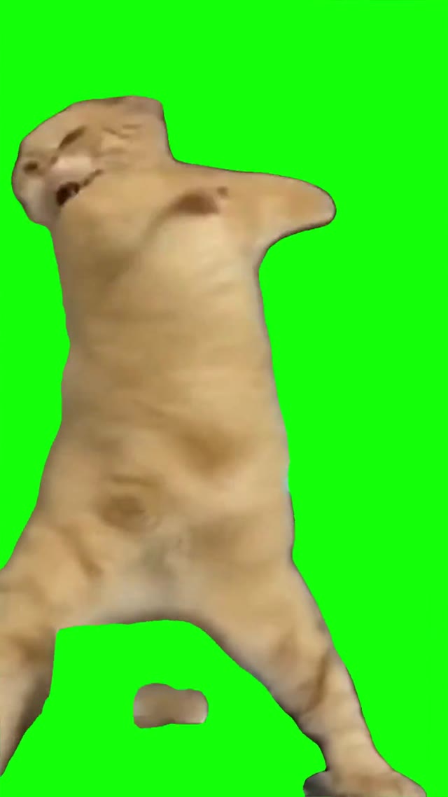 Cat crazy dancing green screen