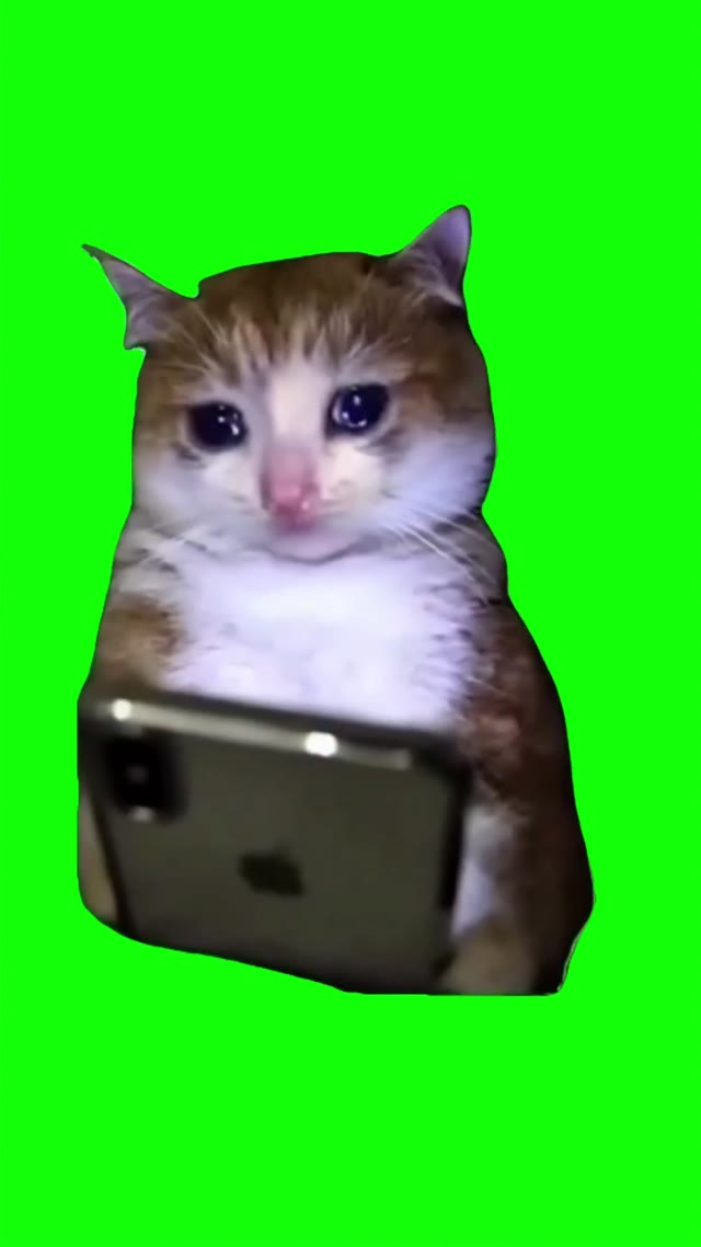 Cat cryingwith a phone 4k green screen