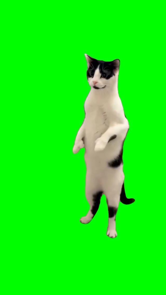 Cat dancing bailando green screen