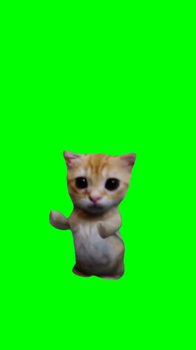 Cat dancing green screen