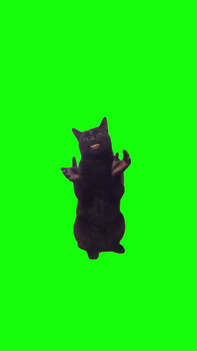 Cat Disappears green screen