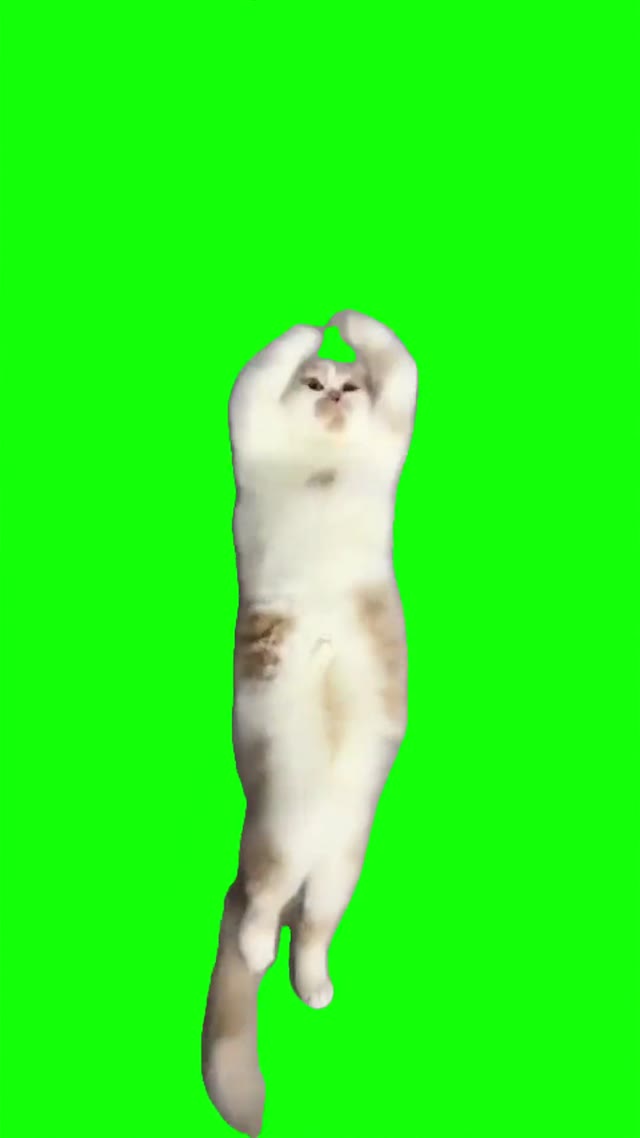 Cat diva Dance green screen