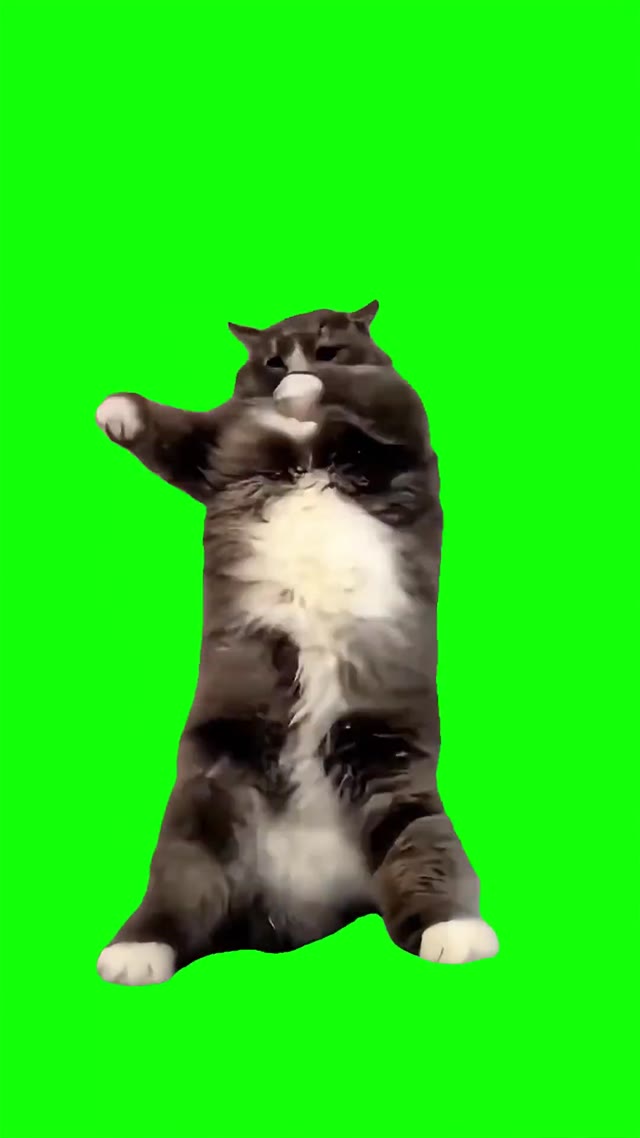 Cat doing horn dancing  green screen
