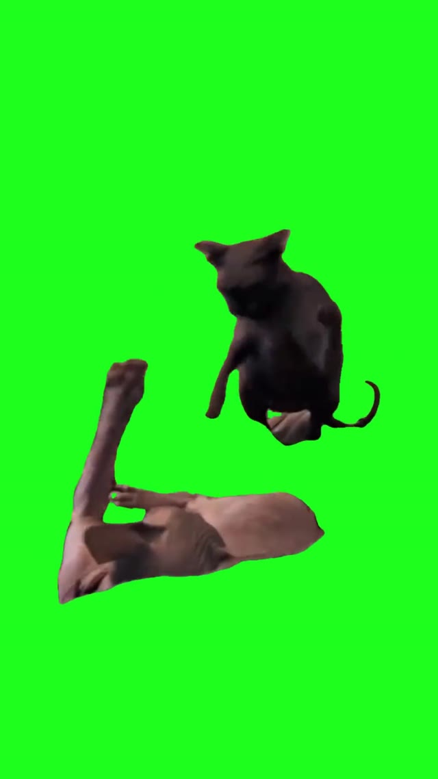 Cat fight green screen