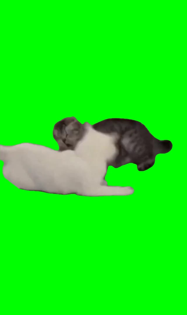Cat fight green screen