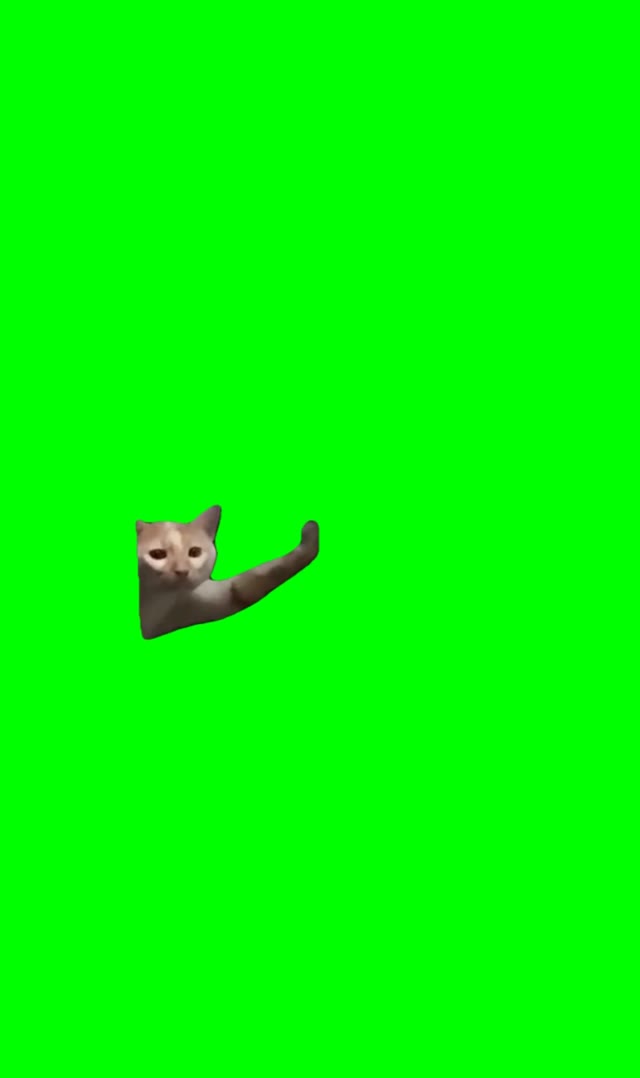 Cat holding a door green screen