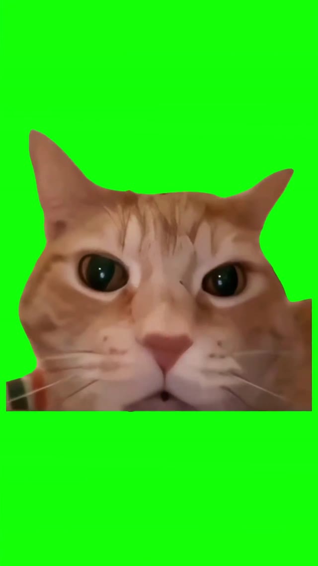 Cat laughing green screen