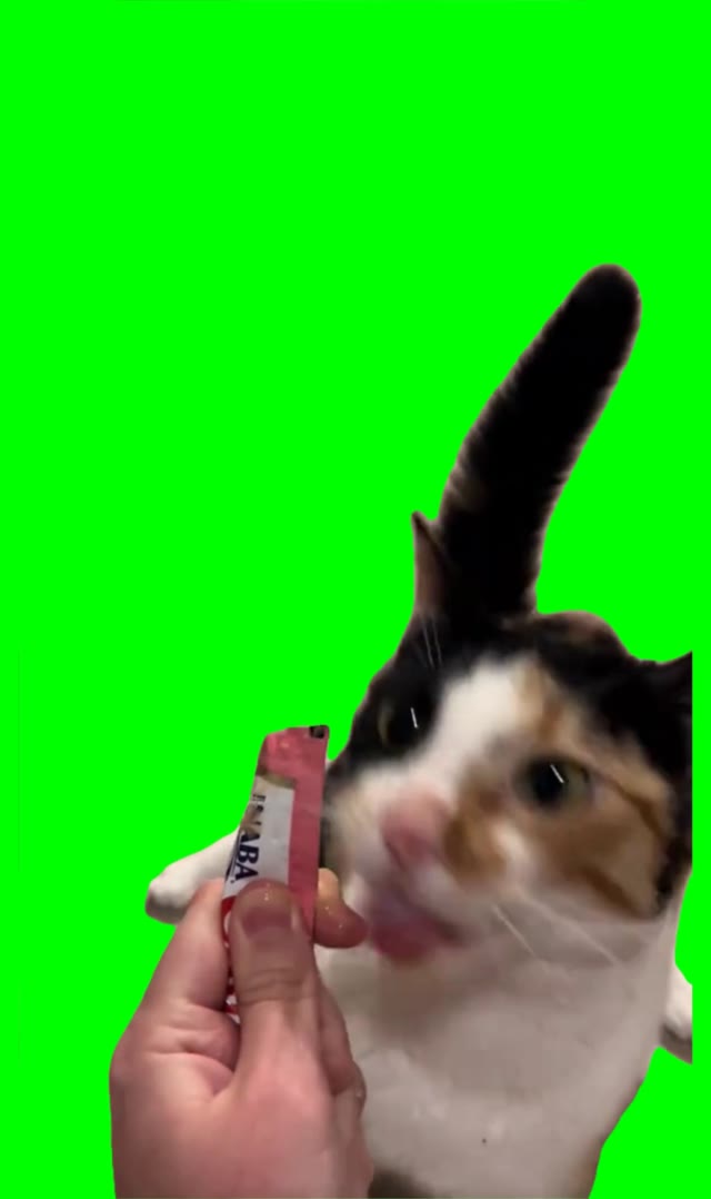 Cat missing food green screen