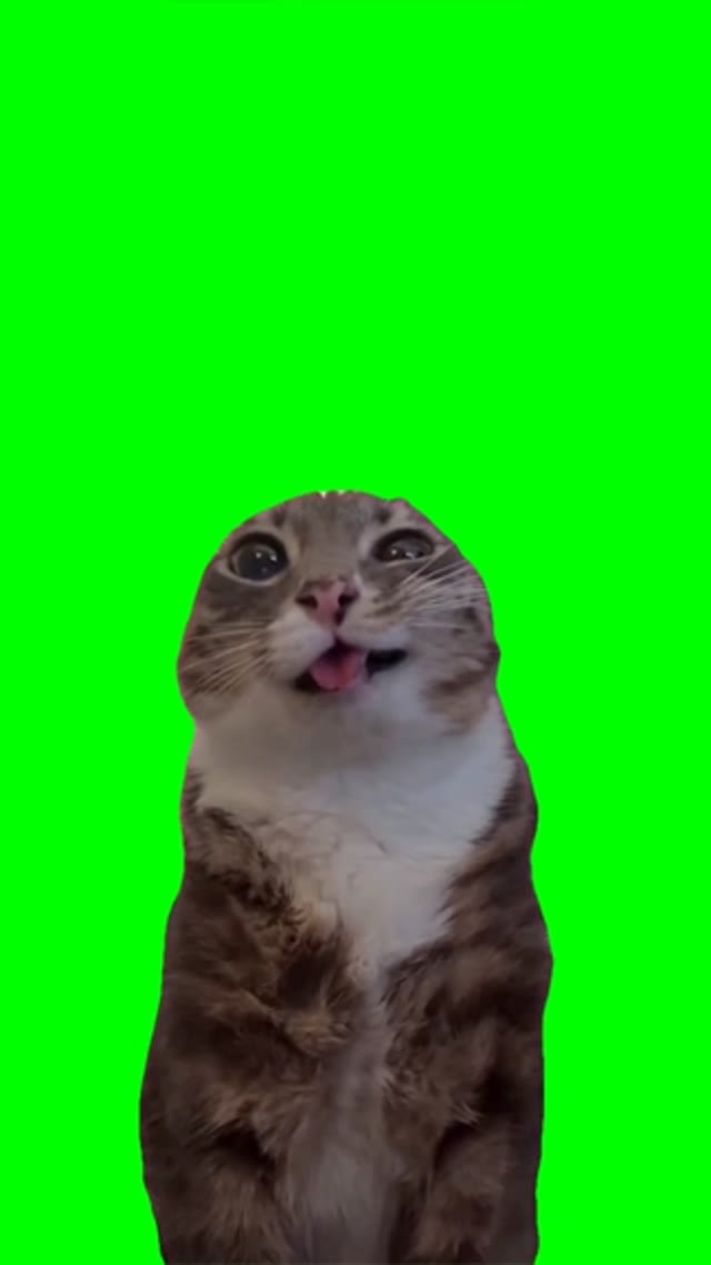 Cat pissing green screen