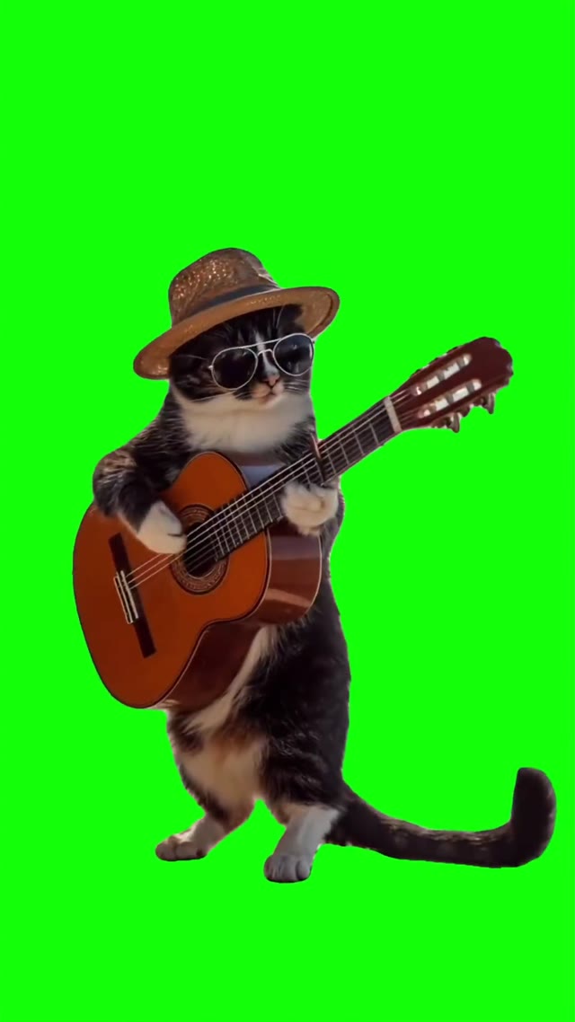 Cat playing guitar green screen