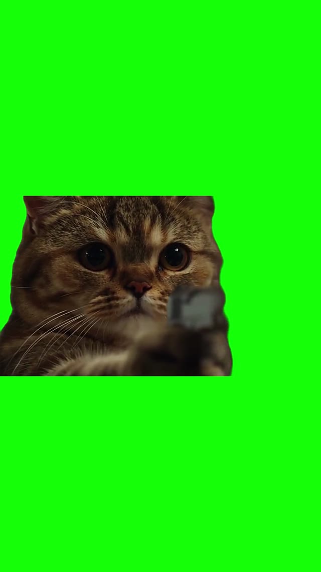 Cat Points A Gun Then Starts Crying green screen
