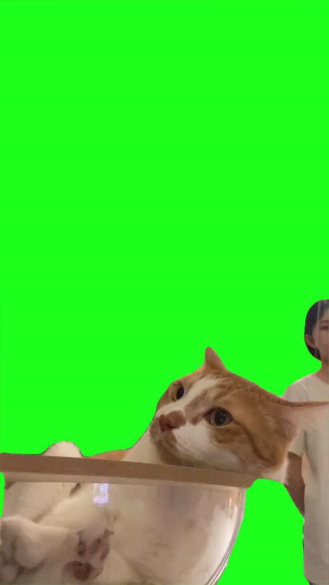 Cat saying no green screen
