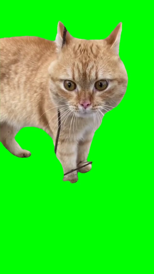 Cat saying oh no green screen