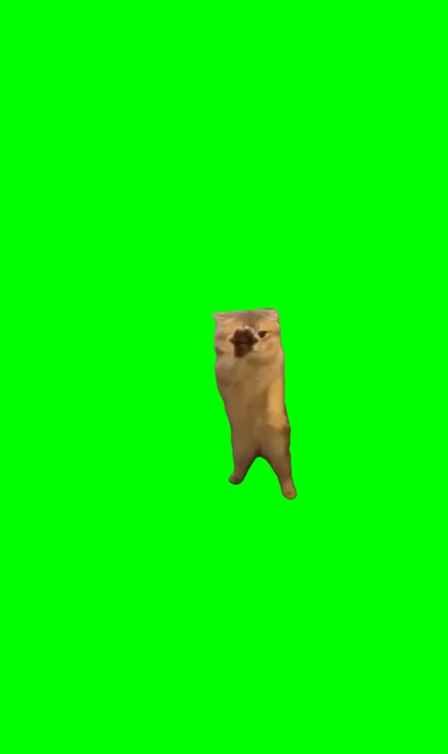 Cat scratching  green screen