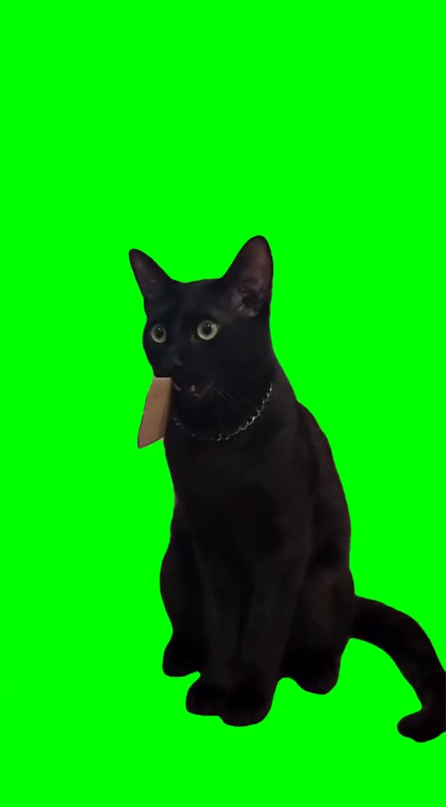Cat shocked  green screen