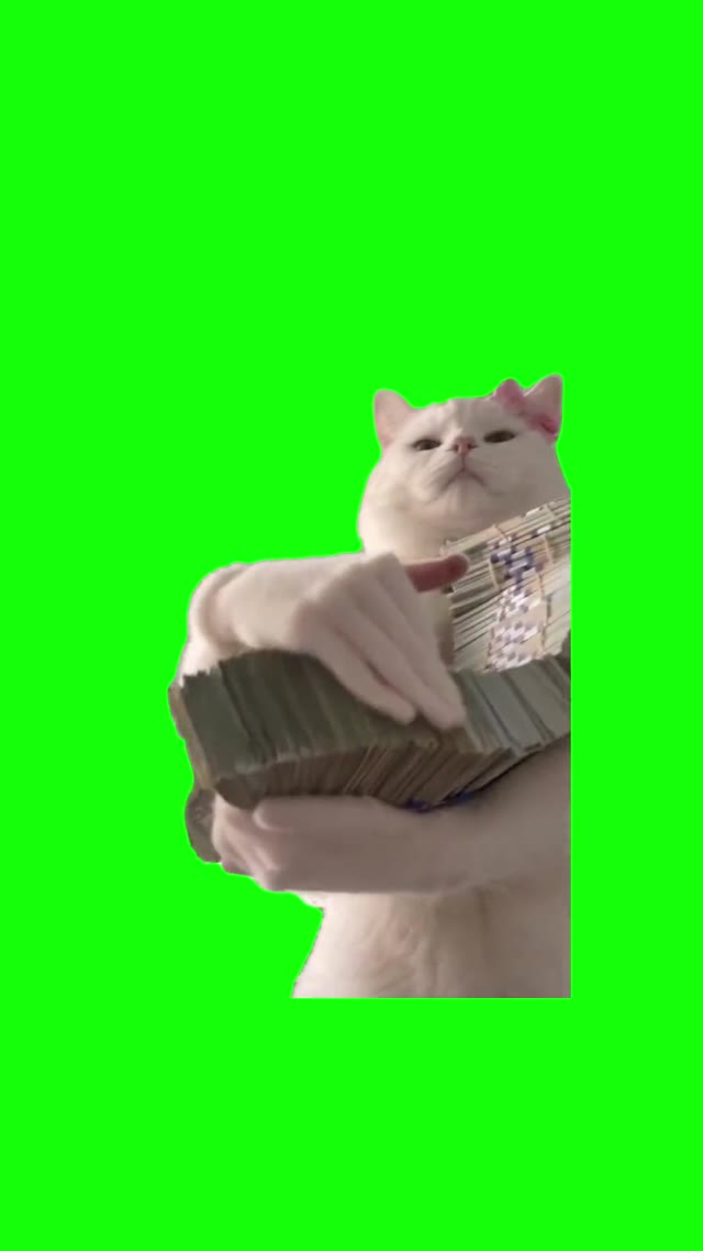 Cat Shows Off Cash green screen