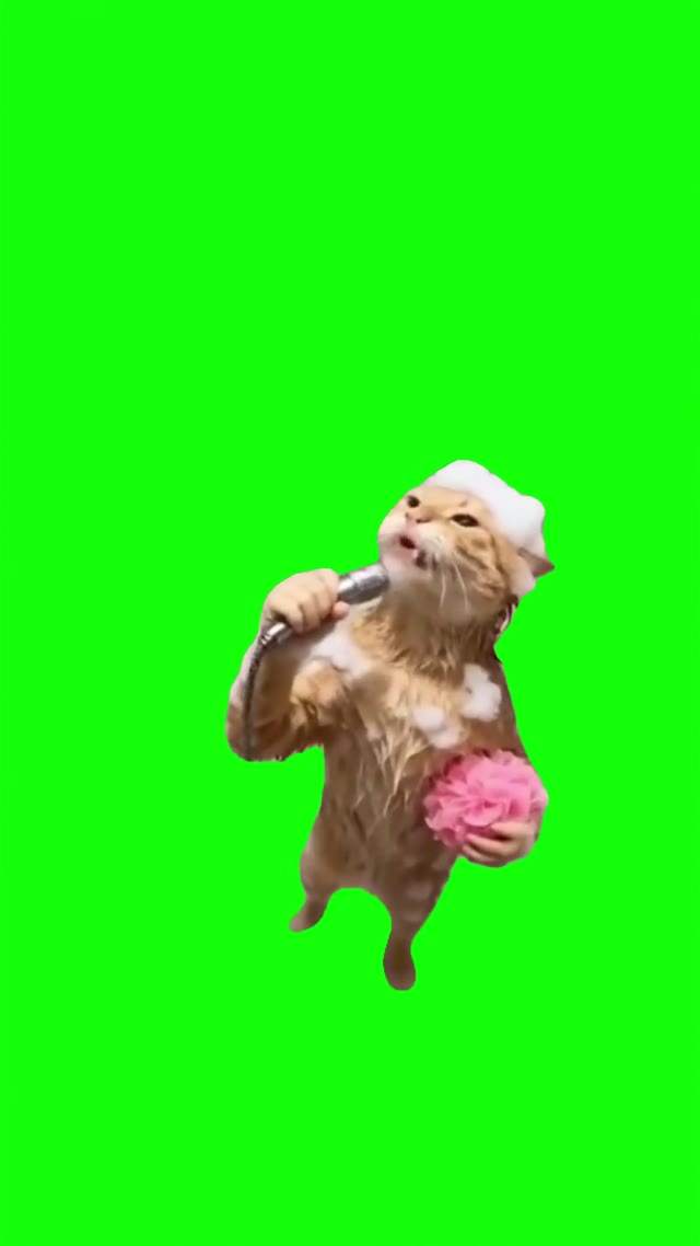Cat singing in shower green screen