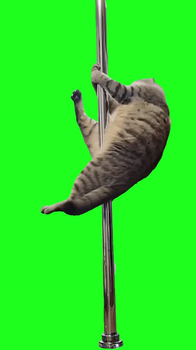 Cat spinning pole green screen