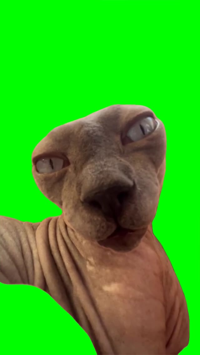 Cat staring green screen