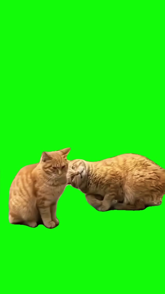 Cat staring down a cat  green screen