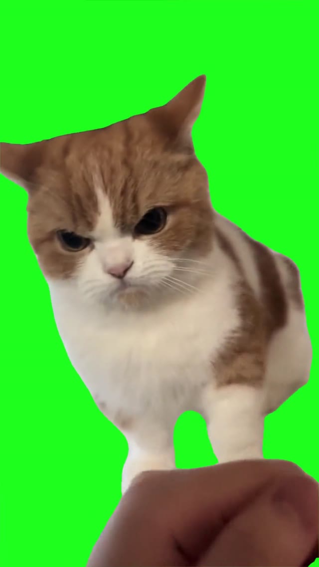 Cat throwing punches green screen