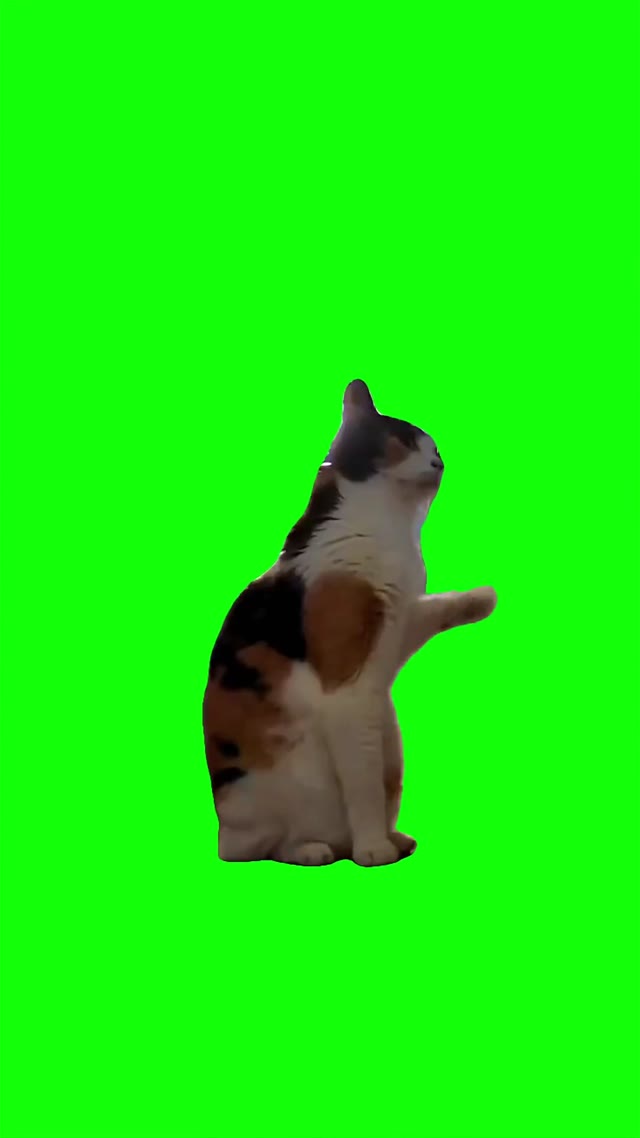 Cat waves green screen