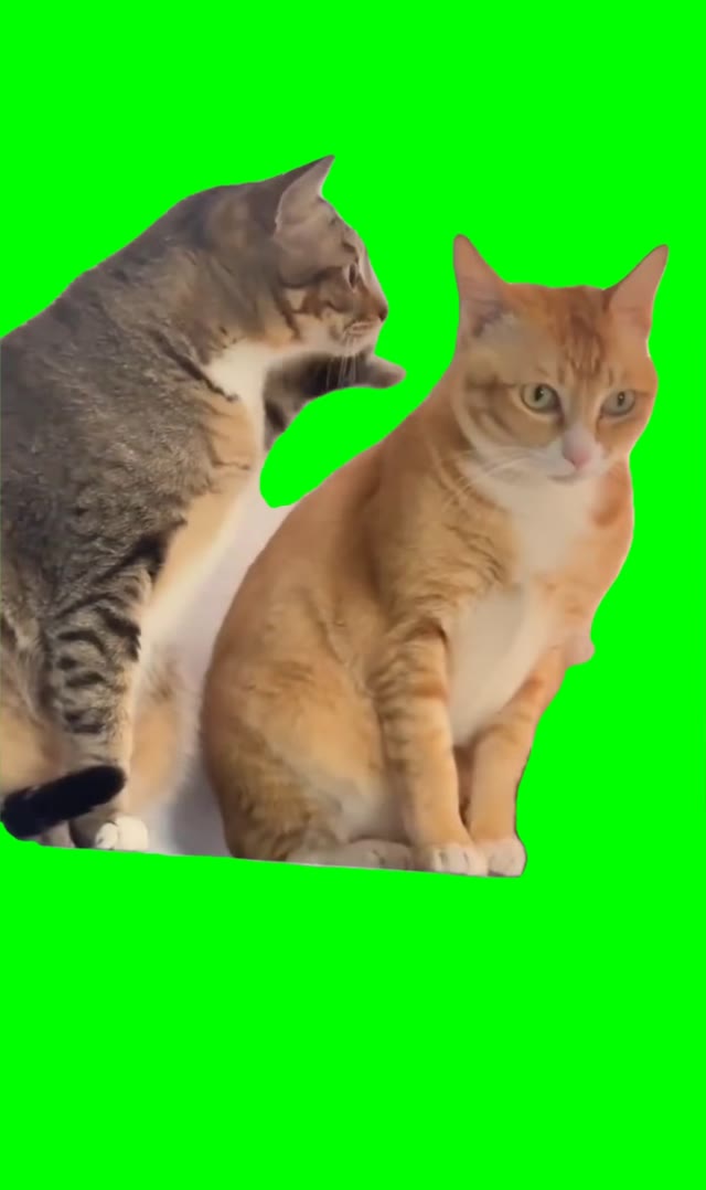 Cat whispering green screen