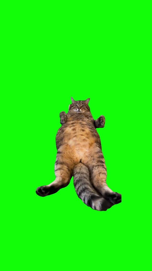 Cat wiggle tail green screen