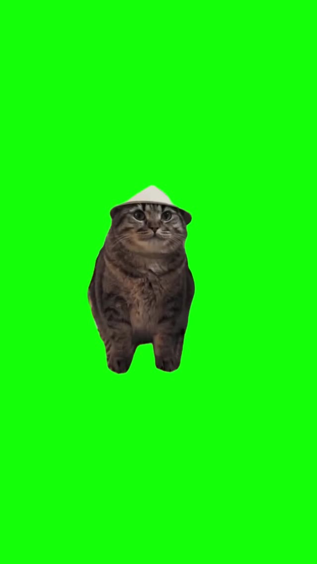 Cat With Chinese Hat green screen