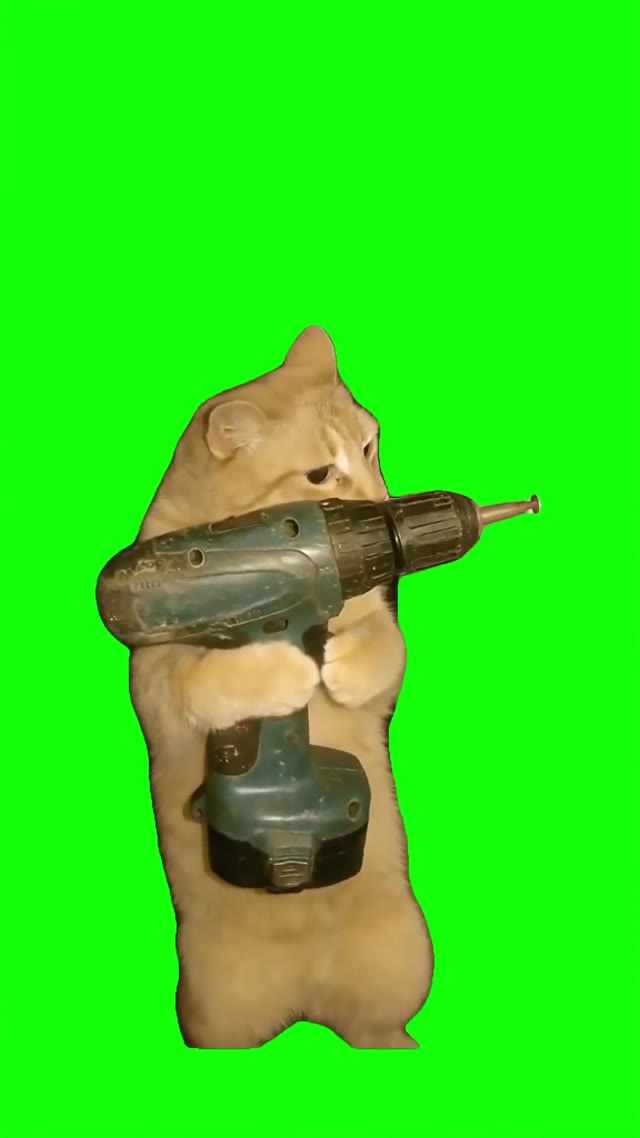 Cat with a drill green screen
