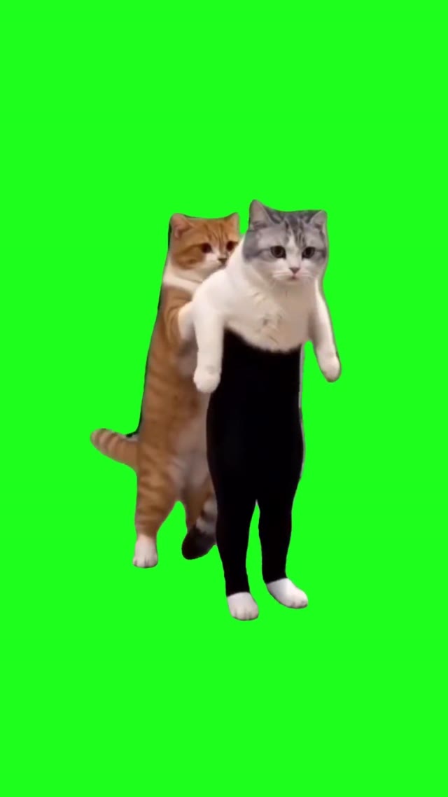 Cat With Clothes Rip green screen