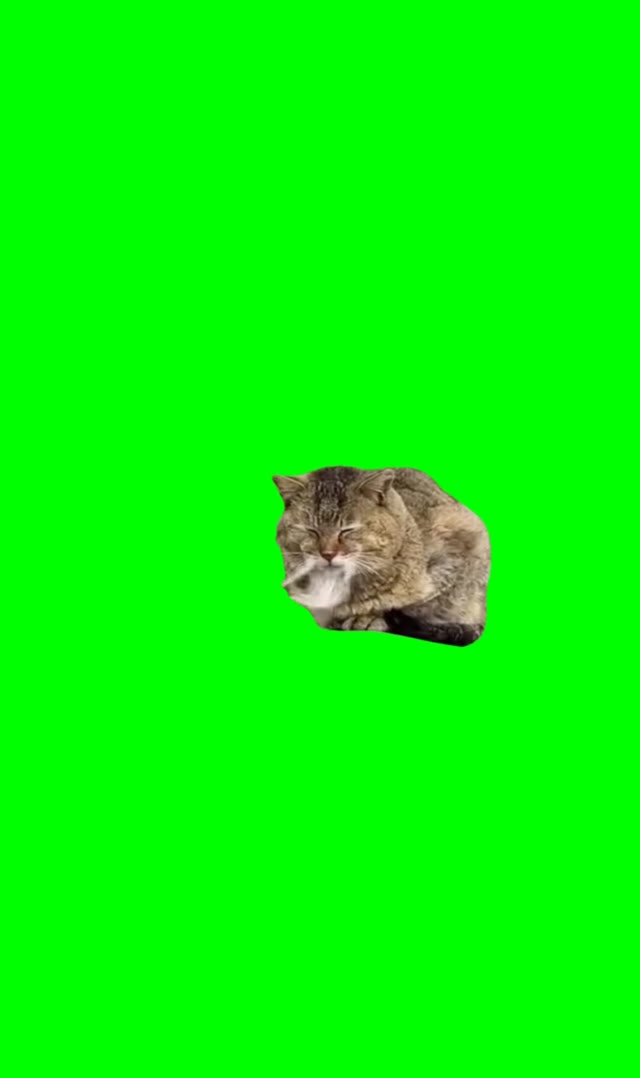 Cat with long beard green screen