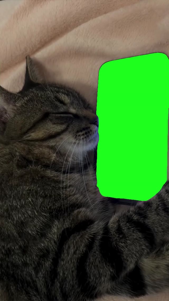 Cat With Phone Listening To Justibe Bueber green screen