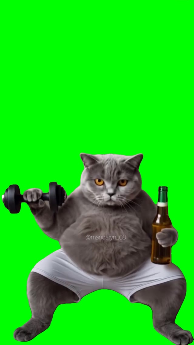 Cat working out and drinking green screen