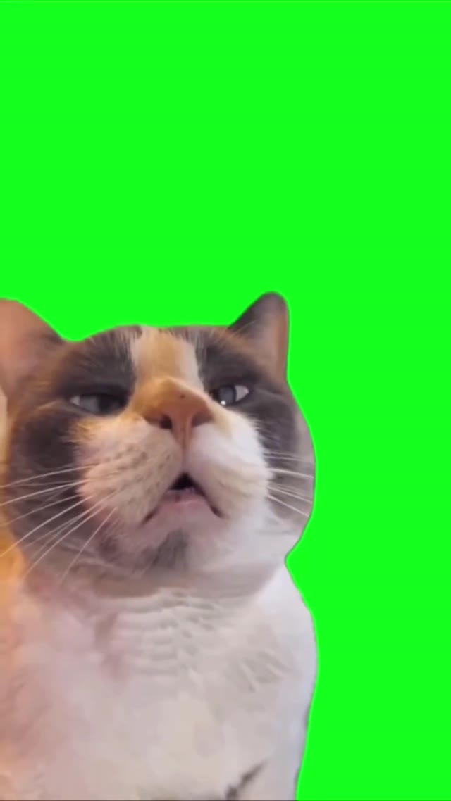 Cat zoning off green screen