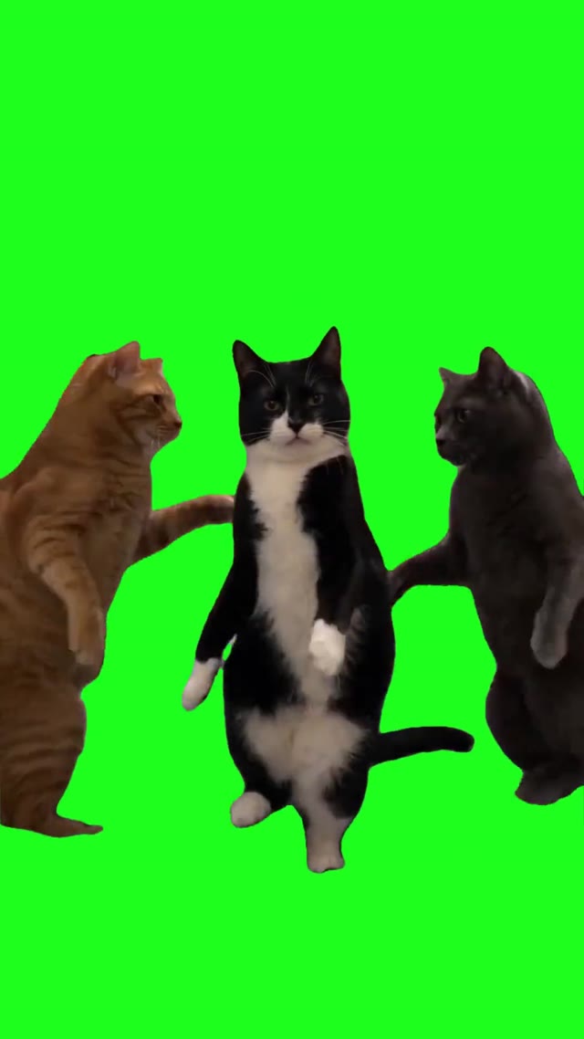 Cats Dancing green screen