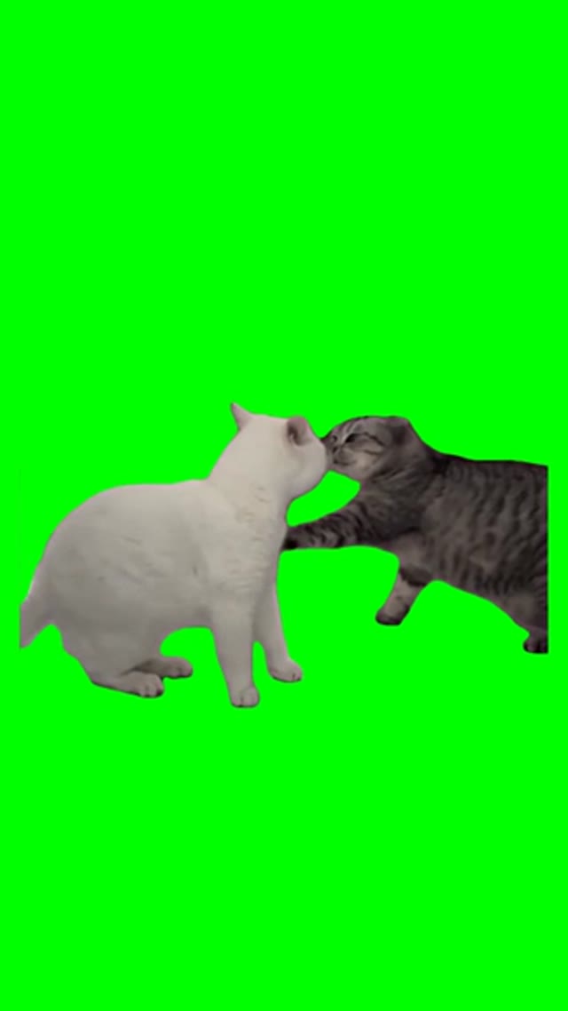 Cats arguing green screen