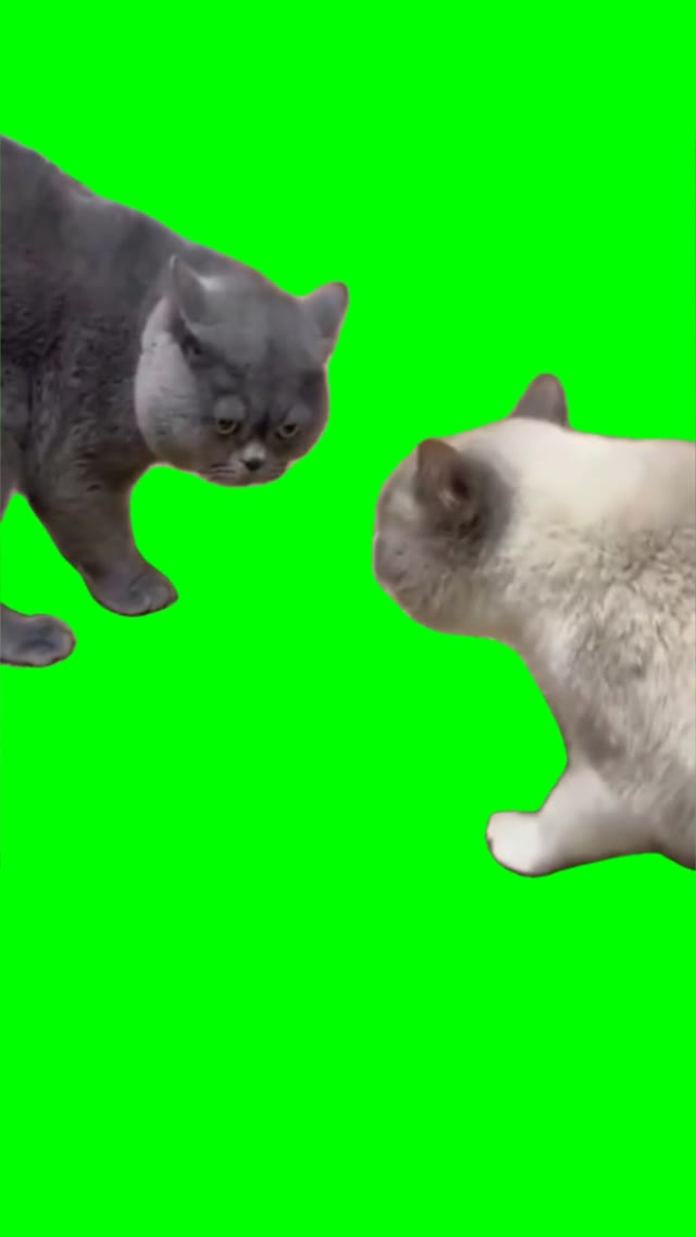 Cats arguing green screen