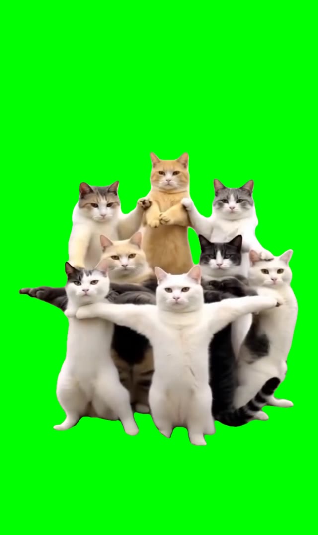 Cats dancing Ramadan green screen