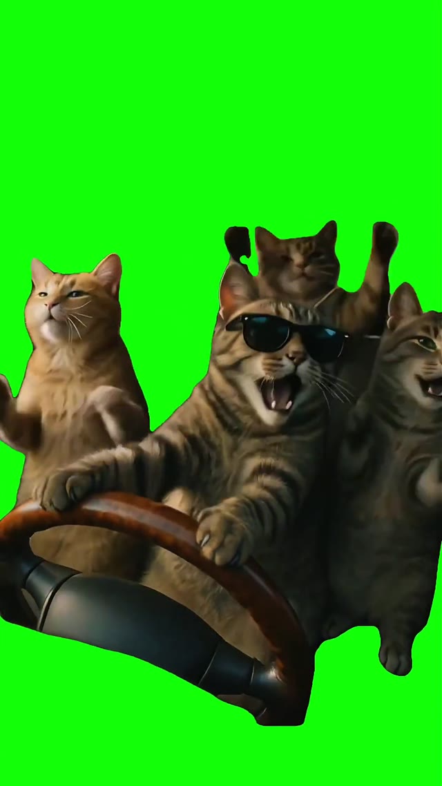 Cats karaoke in the car  green screen