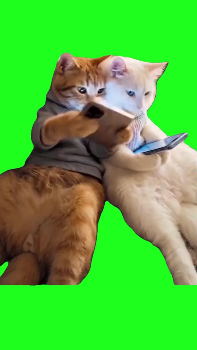 Cats on phones green screen