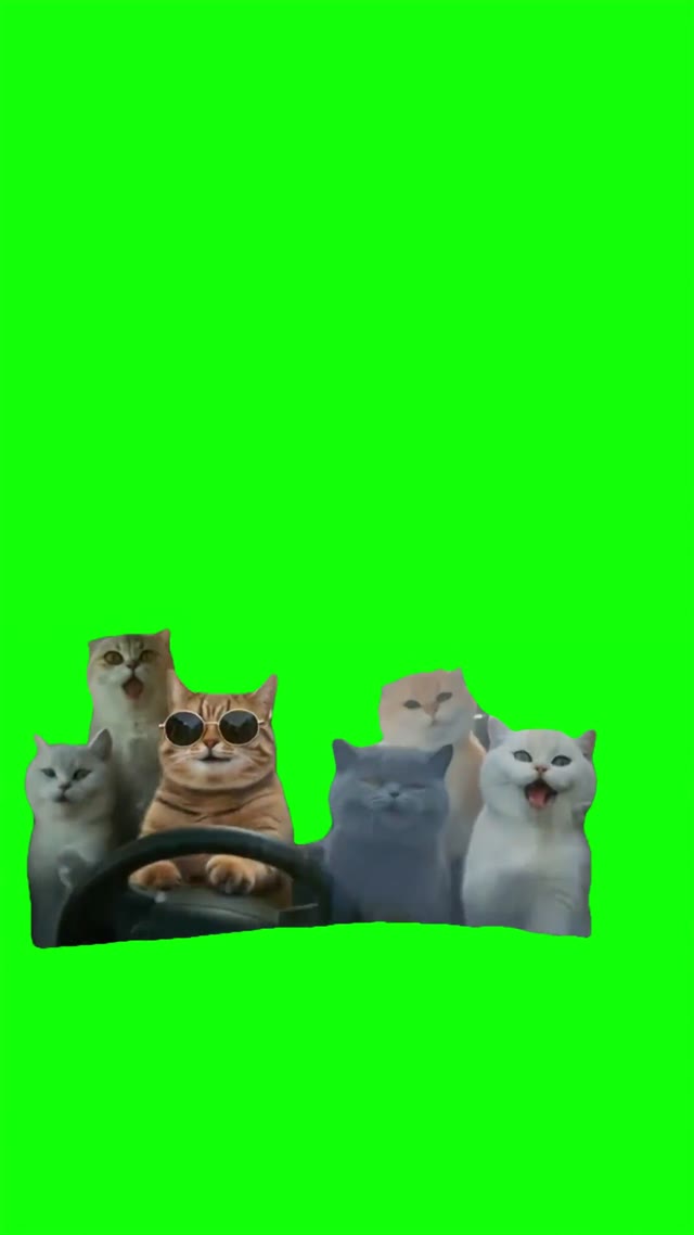 Cats vibing in the car  green screen