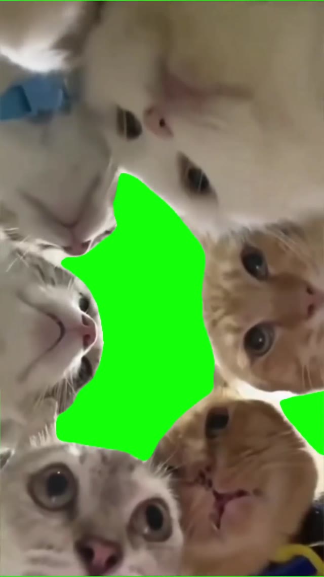 Cats whispering green screen