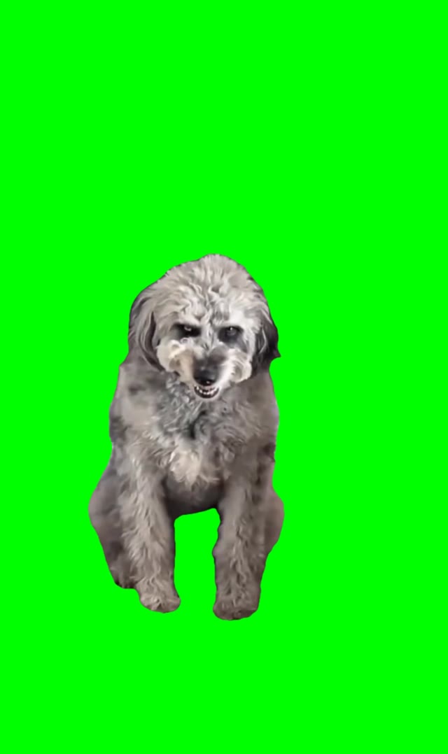 Cheesy smile dog green screen