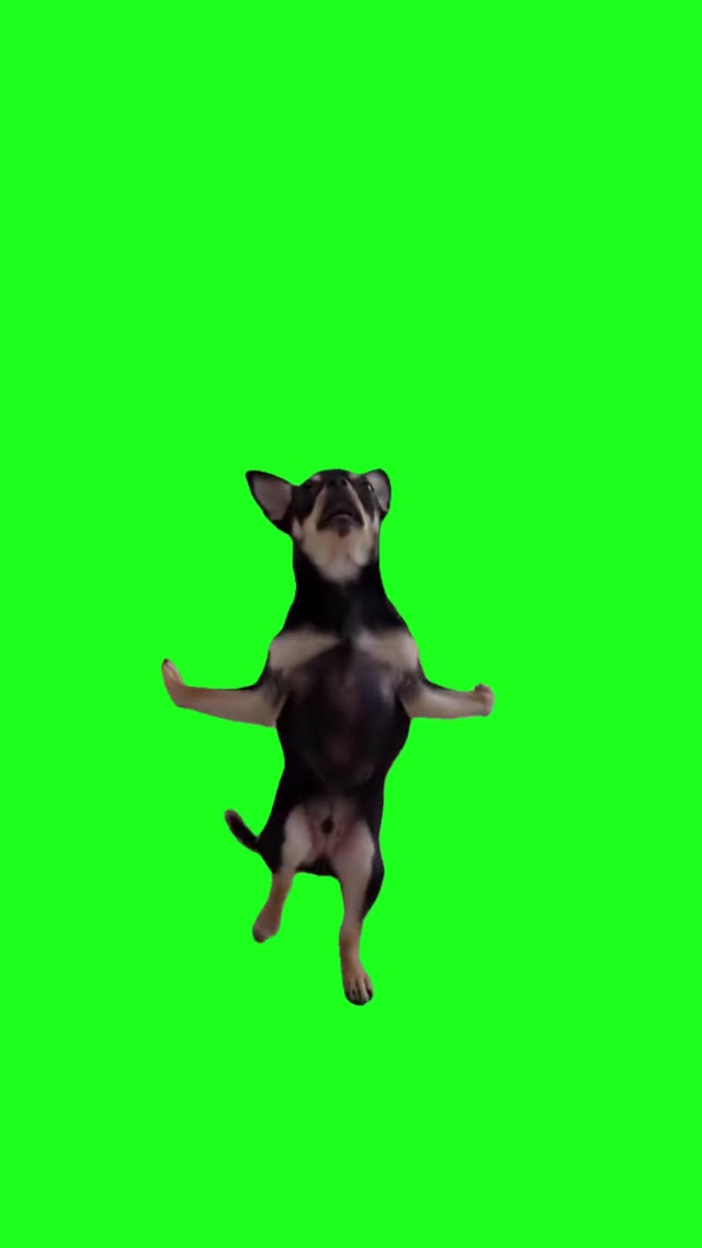 Chihuahua dance green screen