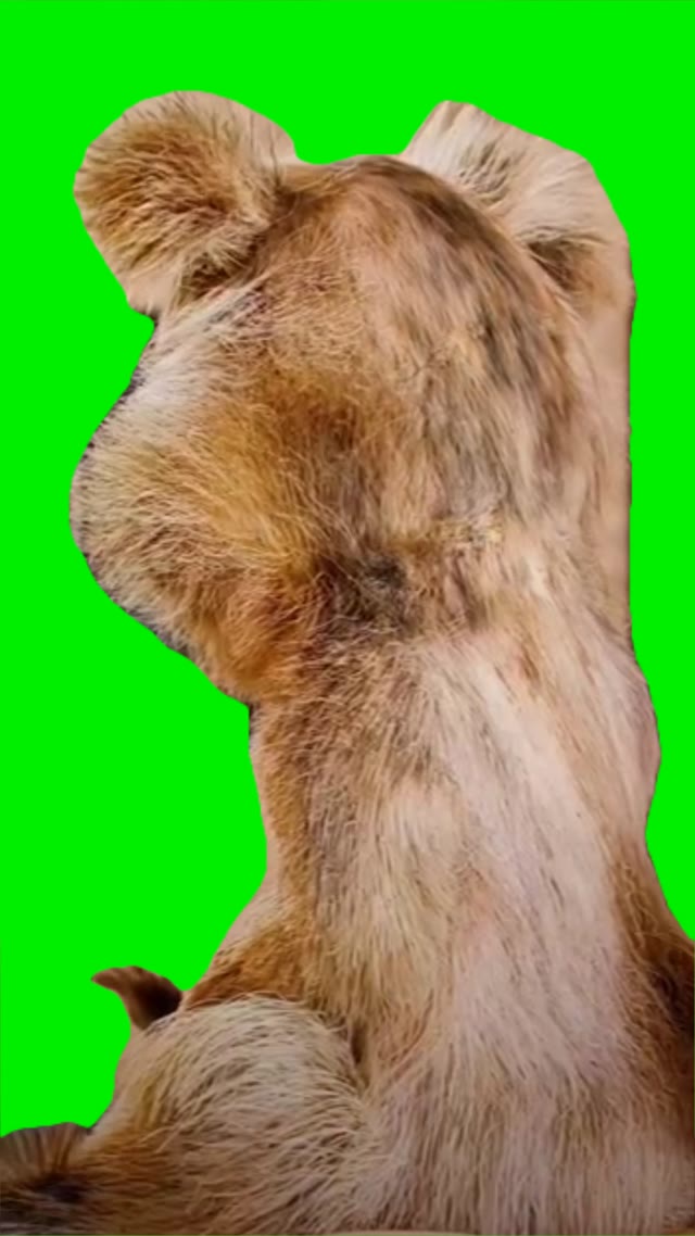 Chipmunk looking back green screen