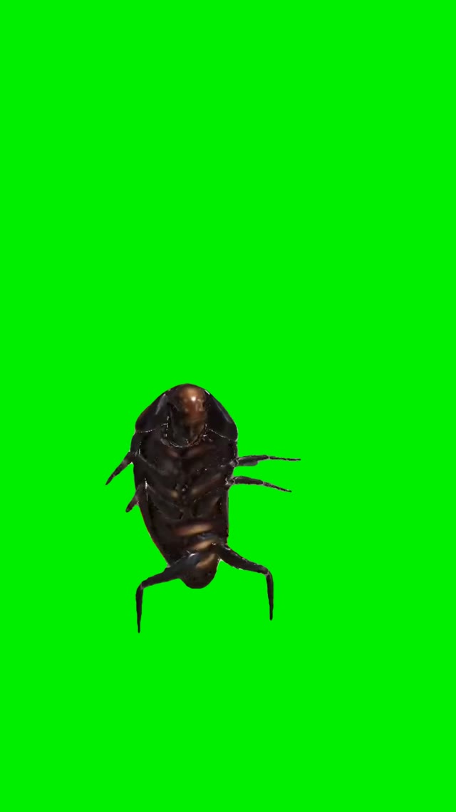 Cockroach dancing green screen